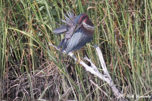 Green Heron