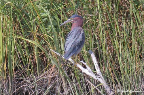 Green Heron