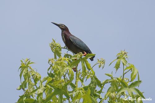 Green Heron