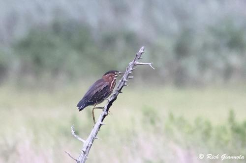 Green Heron