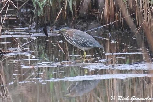 Green Heron