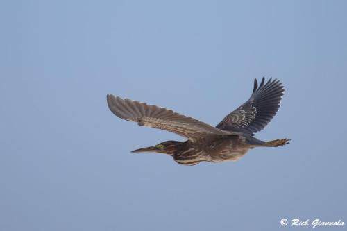 Green Heron