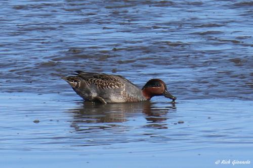 Green-Winged Teal