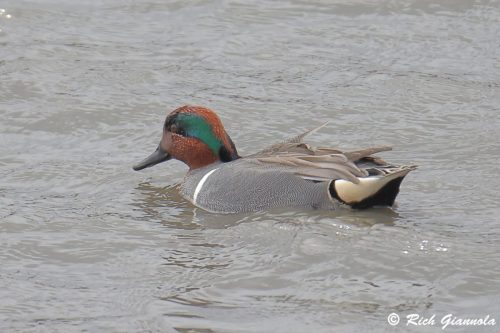 Green-Winged Teal