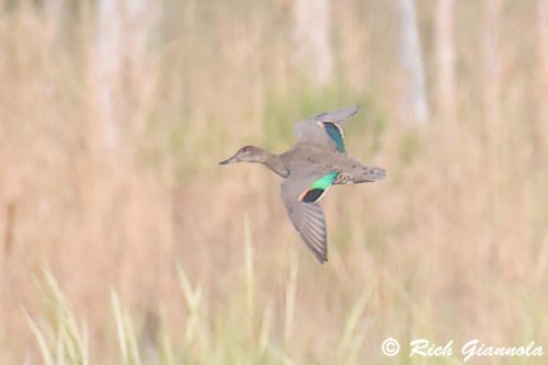 Green-Winged Teal
