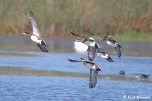 Green-Winged Teal