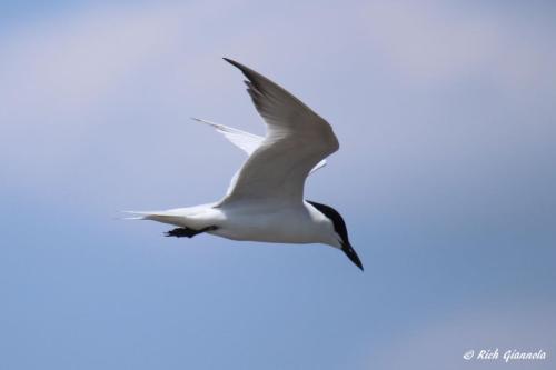 Gull-Billed Tern