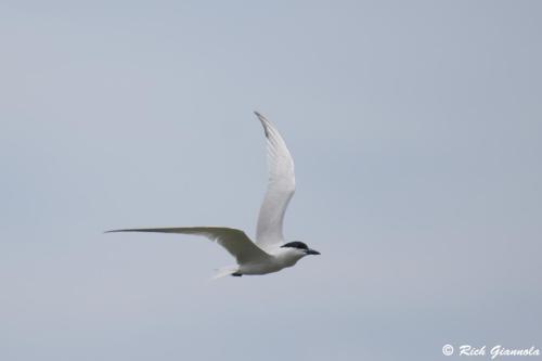 Gull-Billed Tern