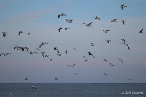 Gulls disturbed by a narby eagle