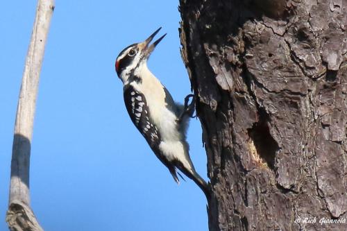 Hairy Woodpecker