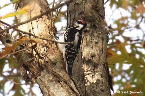 Hairy Woodpecker