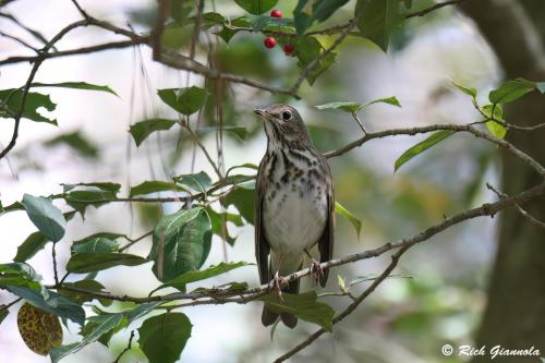 Hermit Thrush