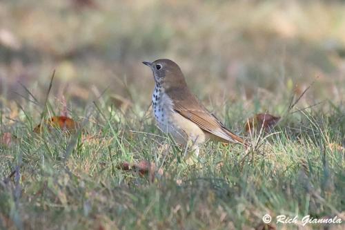 Hermit Thrush