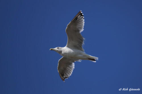 Herring Gull overhead