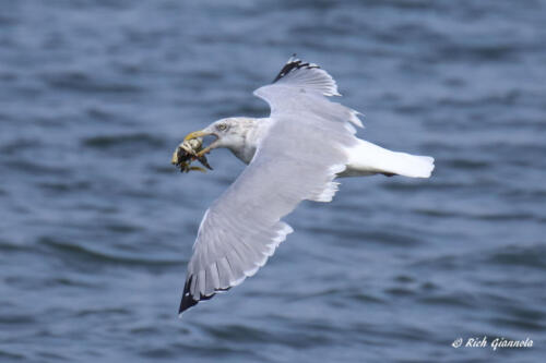 A Herring Gull with a mouthful