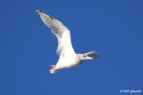 A Herring Gull on a windy day