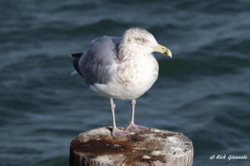 Herring Gull owns this piling