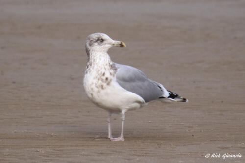 A Herring Gull looking over its shoulder