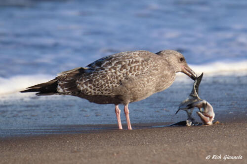 Herring Gull