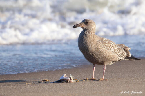 Herring Gull