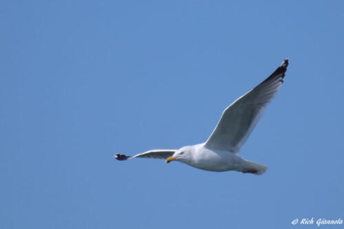 Herring Gull