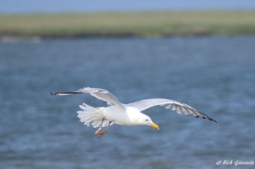 Herring Gull