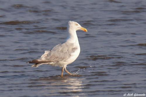 Herring Gull