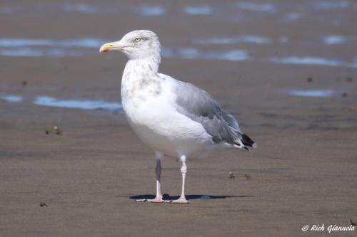 Herring Gull