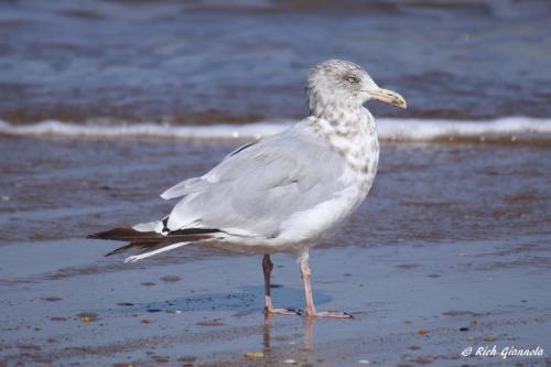 Herring Gull