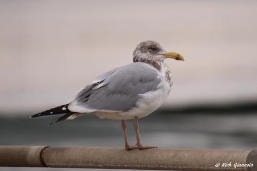 Herring Gull