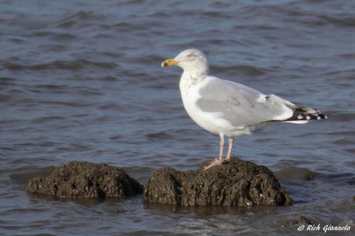 Herring Gull