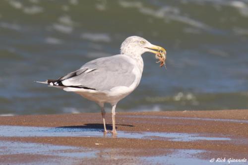 Herring Gull