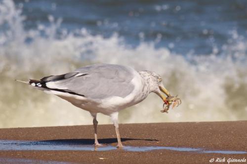 Herring Gull