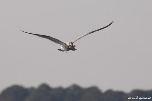 Herring Gull