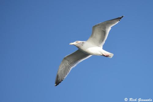 Herring Gull