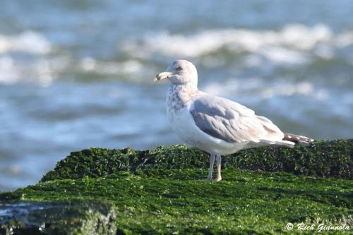 Herring Gull