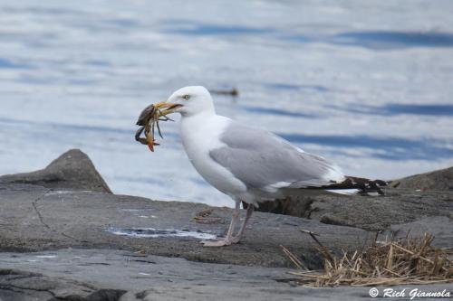 Herring Gull