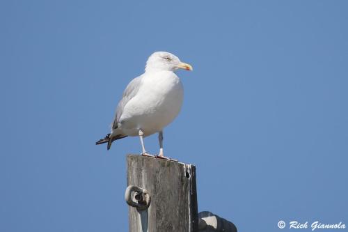 Herring Gull