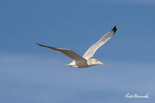 Herring Gull flying by me