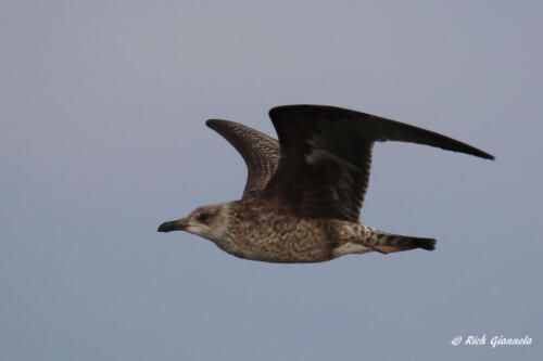 Herring Gull