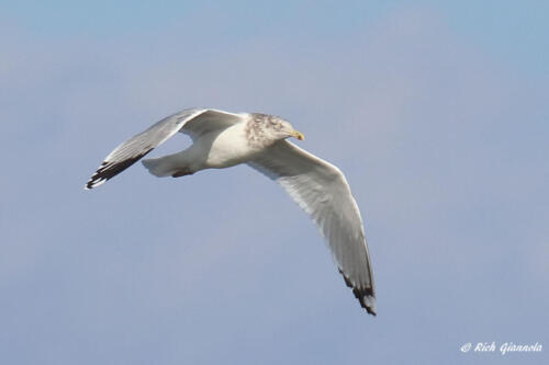 Herring Gull