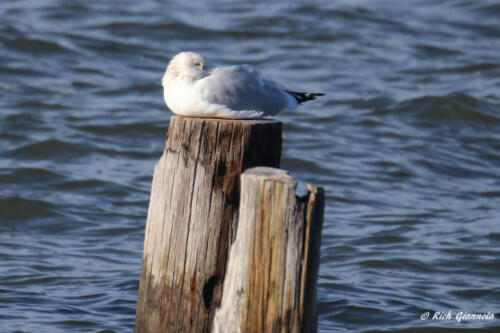 Herring Gull