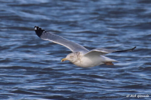 Herring Gull