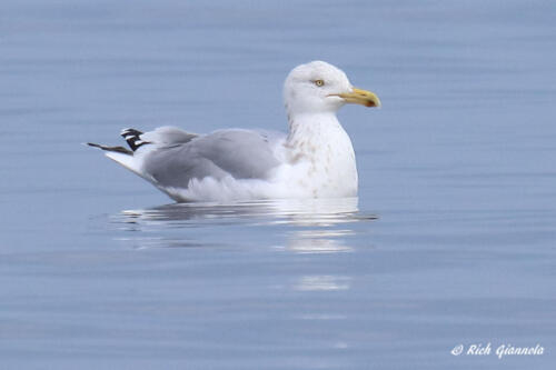 Herring Gull taking it in