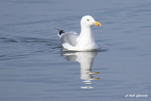 Herring Gull in calm water