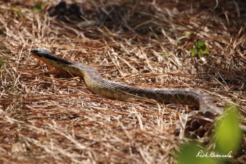 Hognose snake along the Seaside Nature Trail in Cape Henlopen State Park