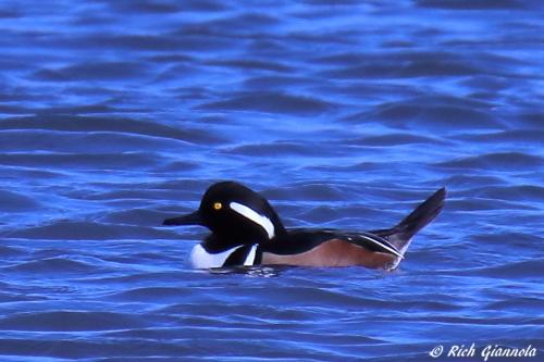 Hooded Merganser