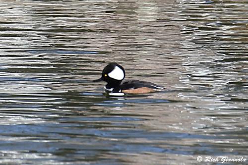 Hooded Merganser