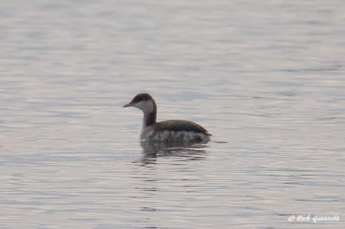 Horned Grebe