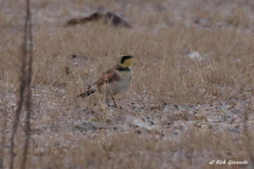 Horned Lark on Fowler Beach